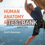 Test Bank for Human Anatomy and Physiology 2nd Edition by Amerman