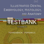 Test Bank for Illustrated Dental Embryology Histology and Anatomy 4th Edition by Fehrenbach